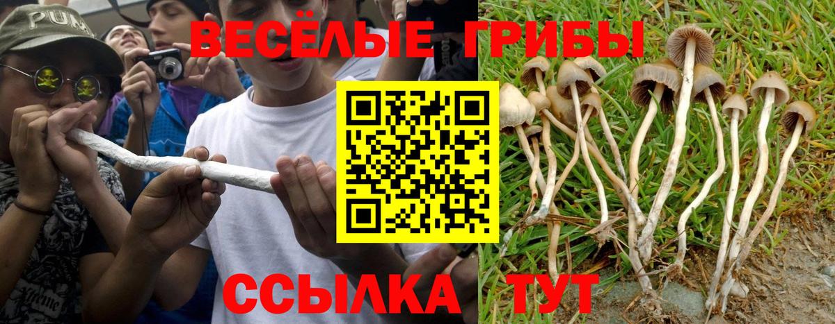 Галлюциногенные грибы Psilocybine cubensis Сланцы